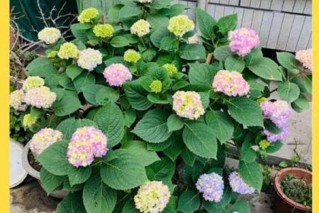 养绣球花不吉利吗 十大不吉利花