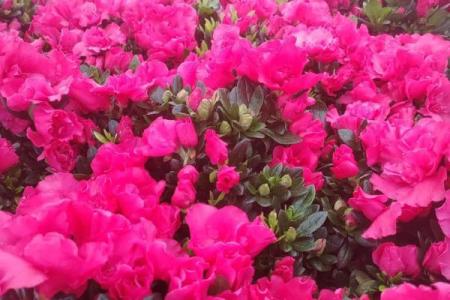 满山花果红似锦指什么生肖