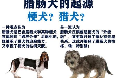 属狗女几月出生最聪明 属狗女几月出生最聪明呢