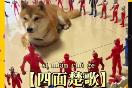 四面受敌是什么生肖(四面受敌有朋友是什么生肖)