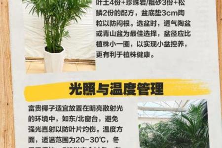 富贵椰子什么属相不能养 富贵椰子好养吗养在客厅带财吗