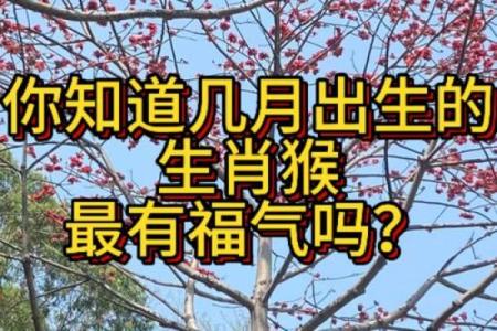 属猴人今年几月有横财 十猴九苦,哪个月份最苦