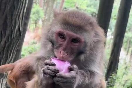 ‌东张西望打一生肖 → 猴‌（猴眼四顾，坐立难安）