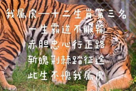 明日黄花着个成语具体指的是十二生肖中的哪一个动物呢？