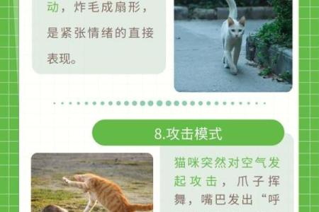 点头哈腰形容的是哪种动物？它的行为特征和寓意解析