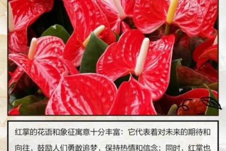 红掌什么属相不能养 红掌的寓意可以放家里养吗