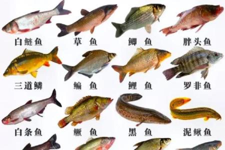鱼跃龙门三大生肖 鱼跃龙门三大生肖 2020年1月2日