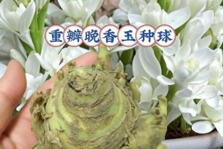晚香玉最忌三种属相 晚香玉什么品种最香
