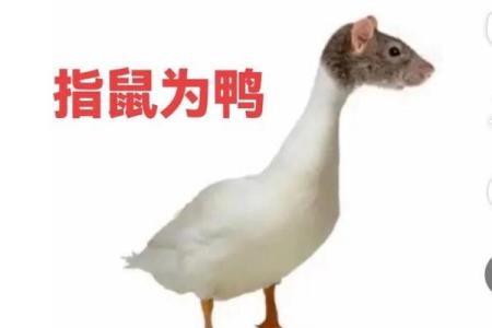 平起平坐打一生肖正确答案解析，着个成语到底指的是哪个动物？
