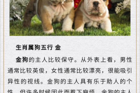 2025年属狗的人今年具体年龄是多少岁啦？