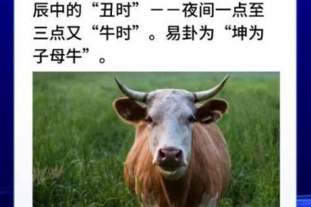 方寸不乱是指什么生肖