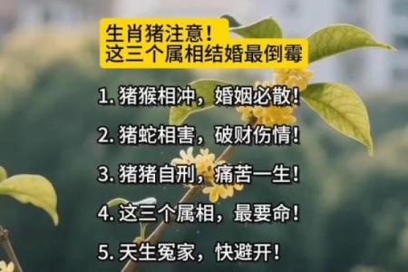 属猪的不能和什么属相结婚 属猪的不能和什么属相结婚