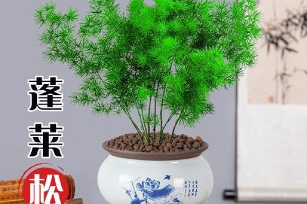 什么属相不能养蓬莱松 什么属相不能养蓬莱松盆景