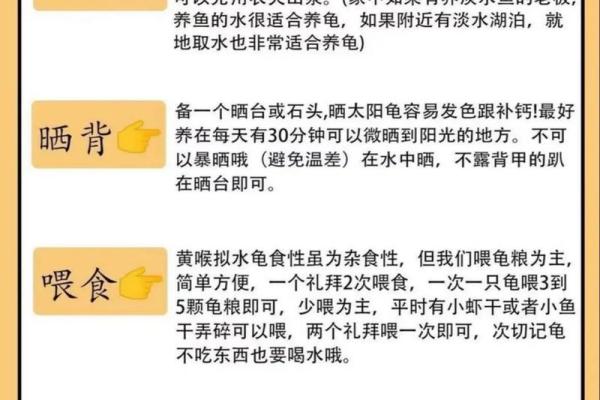 六种属相不能养龟 哪个属相不能养龟
