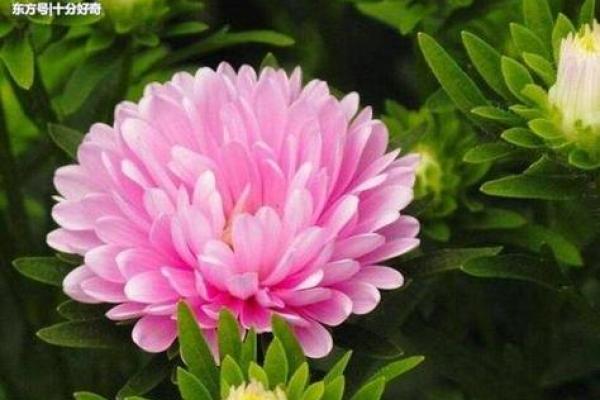 属猴女人不能养的花 属猴女人不能养的花卉
