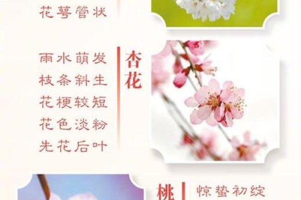 梅花杏花照玉堂是什么生肖 梅花杏花照玉堂打一正确生肖