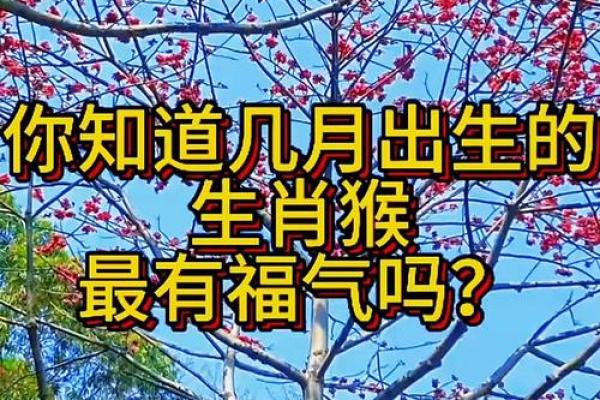 04年属猴男最佳婚配属相 04年属猴男最佳婚配属相是