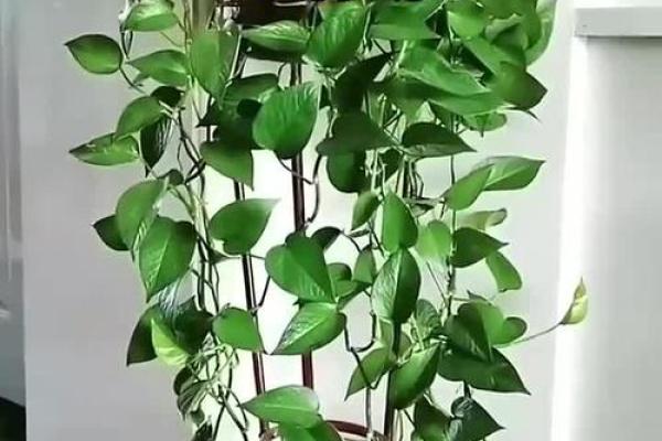 绿萝什么属相不能养 绿萝什么植物