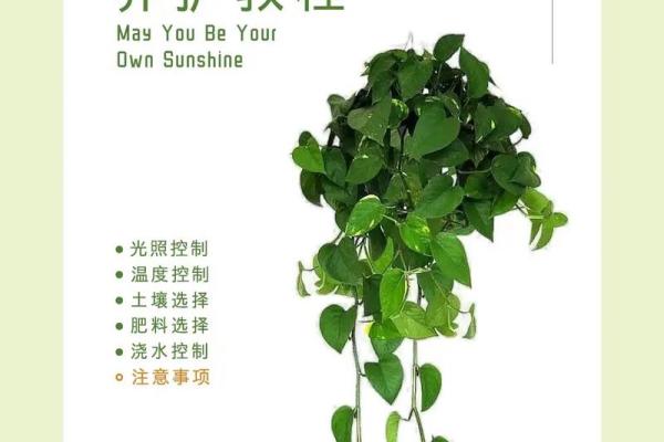 绿萝什么属相不能养 绿萝什么植物