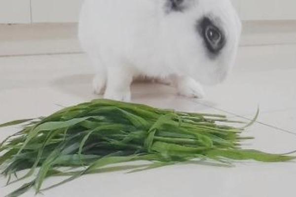 欲钱买呆头呆脑的动物 呆头呆脑解一生肖
