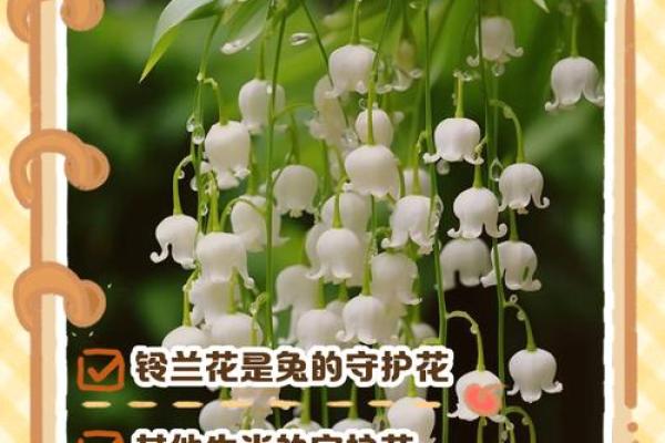铃兰花最忌三种属相 铃兰花对人有什么好处