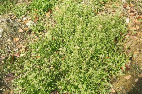 长须奴野菜时挑指什么生肖