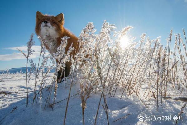 一暴十寒的含义与十二生肖中哪个动物的特性最不符合？