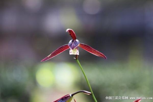 红情绿意是什么生肖(红情绿意的意思解释)