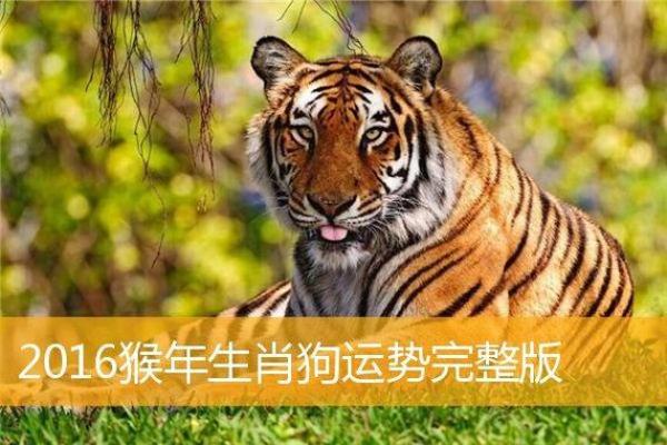 两雄争霸是什么生肖