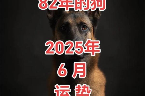 2025年属狗人全年运势详解，事业财运健康感情全面解析