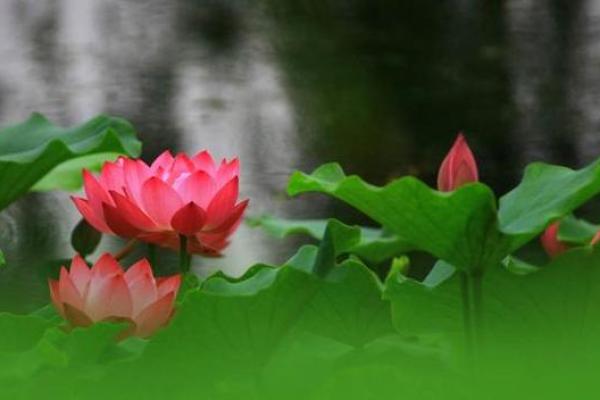 变化无常猜一生肖 变化无常打一生肖正确
