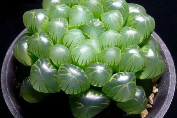 属猪最忌三种花 属猪人什么花旺财