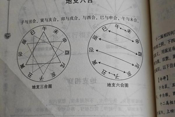 老鼠与老虎属相合不合 老鼠和老虎合吗