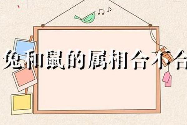 耗子和兔子属相合不合 耗子和兔子属相合不合呢