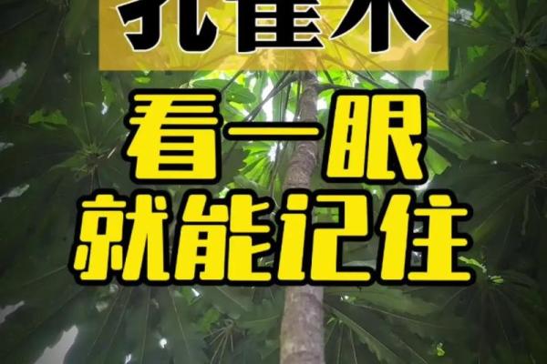 孔雀木最忌三种属相 孔雀木最忌三种属相是什么