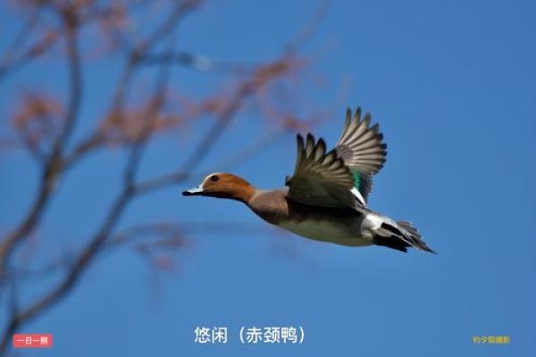 红脸赤颈指的是哪个生肖动物？从外貌特征和民间传说角度详细分析答案