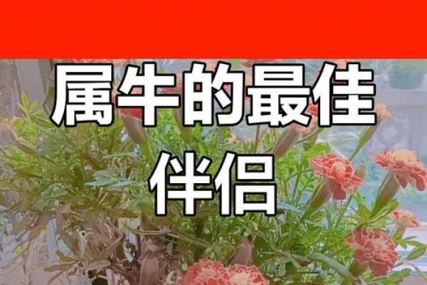 1997属牛男最佳婚配属相 1997年属牛男最佳婚配