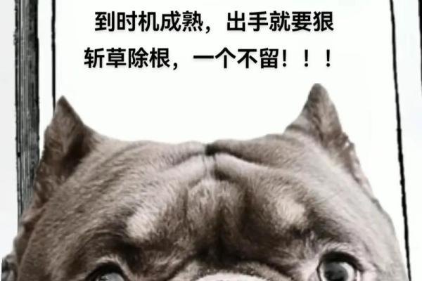 斩草除根打一生肖