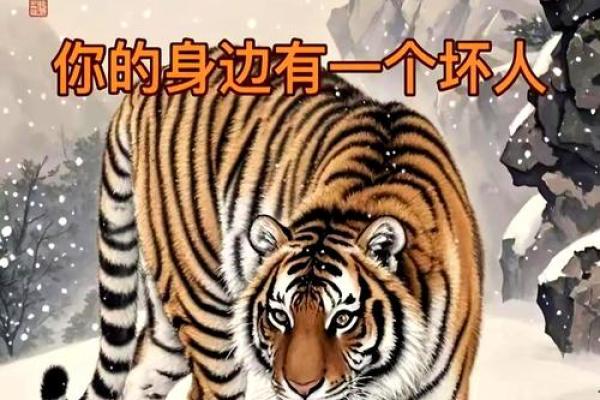 属虎的人2013年运程大全及破解