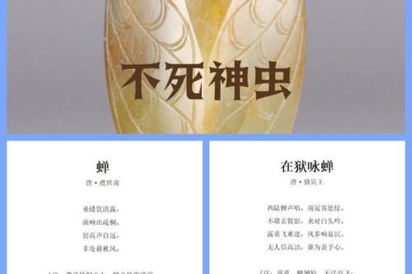 ‌春秋打一最佳生肖 → 蝉‌（春生秋死，知了乾坤）