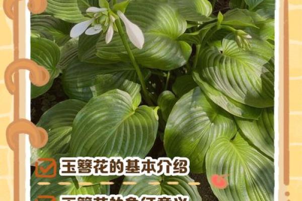 玉簪花最忌三种属相 玉簪花是什么花序