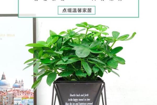 什么属相不能养鸭掌木 家中养鸭掌木有什么好处