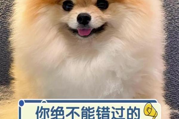 一笑天下乐非凡什么动物 一笑天下乐非凡形容什么生肖