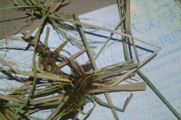 奄奄一息是什么生肖(奄奄一息是什么生肖正确答案)
