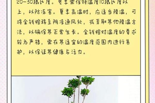 金钱榕什么属相不能养 金钱榕好养活吗