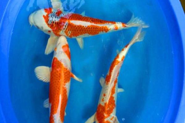 什么锦鲤 孔雀锦鲤属于什么锦鲤