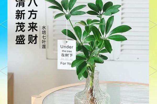 鸭脚木什么属相不能养 鸭脚木什么属相不能养在家里