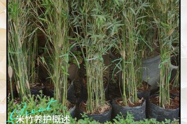 米竹什么属相不能养 米竹适合家养吗
