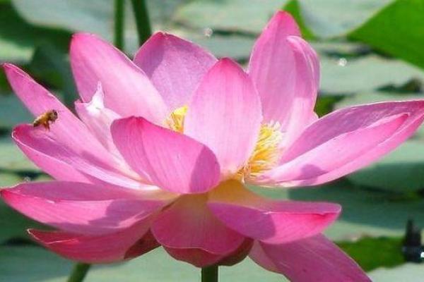 火烧眉毛代表什么生肖最准确？附民间说法和科学解释