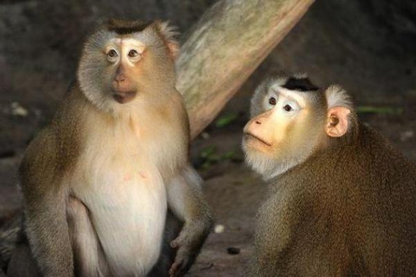 一步登天三大生肖 一步登天什幺肖